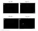 Fig. 29 - Rapid and label-free procedure for microbial community screening and profiling