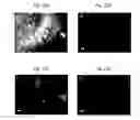 Fig. 30 - Rapid and label-free procedure for microbial community screening and profiling