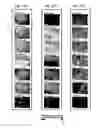 Fig. 31 - Rapid and label-free procedure for microbial community screening and profiling