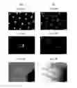 Fig. 40 - Rapid and label-free procedure for microbial community screening and profiling