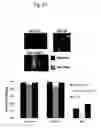 Fig. 48 - Rapid and label-free procedure for microbial community screening and profiling