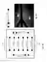 Fig. 22 - Devices for detecting target biological molecules from cells and viruses