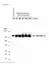 Fig. 06 - METHOD FOR MEASURING ENDOTOXIN