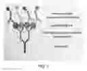 Fig. 02 - METHODS OF DETERMINING SEROTYPE SPECIFICITY OF AN ANTIBODY