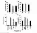 Fig. 16 - Method for determining the risk profile of neoplastic tissue