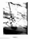 Fig. 12 - X-ray image feature detection and registration systems and methods
