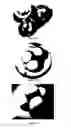 Fig. 06 - Methods for three dimensional reconstruction and determining the quality of an embryo