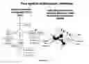 Fig. 08 - Methods for three dimensional reconstruction and determining the quality of an embryo