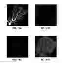 Fig. 10 - Phase transform for object and shape detection in digital images