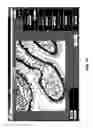 Fig. 12 - Phase transform for object and shape detection in digital images