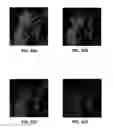 Fig. 34 - Phase transform for object and shape detection in digital images