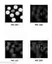 Fig. 35 - Phase transform for object and shape detection in digital images