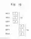 Fig. 17 - Nonvolatile memory devices and methods of operating the same