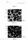 Fig. 08 - Thermoelectric polymer composite, method of making and use of same