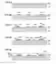 Fig. 09 - Organic electroluminescence device including an emissive layer including an assistant dopant layer and light-emitting dopant layer