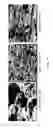 Fig. 13 - LAYER COMPOSITE AND ELECTRODE HAVING A SMOOTH SURFACE, AND ASSOCIATED METHODS