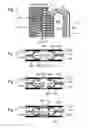 Fig. 03 - Bipolar plates for limiting the bypassing of the flow channels by the reactants