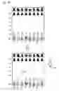 Fig. 17 - Identification of artificail object and artifical object used therein