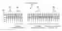 Fig. 01 - MULTIPLE DETECTOR COORDINATION FOR MONITORING OF MULTIPLE CHANNELS IN THE DYNAMIC FREQUENCY SELECTION BAND
