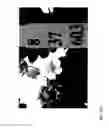 Fig. 136 - STRAWBERRY CULTIVARS