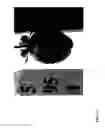Fig. 33 - STRAWBERRY CULTIVARS