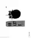 Fig. 351 - STRAWBERRY CULTIVARS