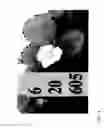 Fig. 76 - STRAWBERRY CULTIVARS