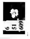 Fig. 79 - STRAWBERRY CULTIVARS