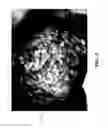 Fig. 03 - Superabsorbent polymer seed coatings and associated methods