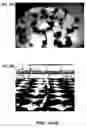 Fig. 04 - MATERIALS AND METHODS FOR LARGE SCALE PLANT GRAFTING