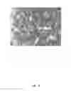 Fig. 23 - NANOS KNOCK-OUT THAT ABLATES GERMLINE CELLS