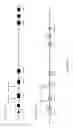Fig. 05 - Non-human animals having a humanized lymphocyte-activation gene 3