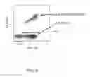Fig. 10 - Genetically modified major histocompatibility complex animals