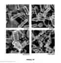 Fig. 31 - Tannin-chitosan composites