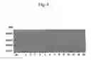 Fig. 04 - Brazzen multiple variants of increased sweetness, and production method for same