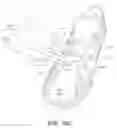 Fig. 22 - SHOE SECURING STRAPS