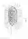 Fig. 03 - Oral care implement having multiple soft tissue cleaner components