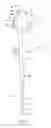 Fig. 02 - Endoscopic operation portion and endoscope