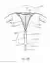 Fig. 10 - Systems and methods for endometrial ablation
