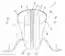Fig. 01 - Artificial sphincter