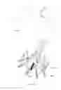 Fig. 20 - Mitral valve inversion prostheses