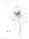 Fig. 07 - Mitral valve inversion prostheses