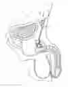 Fig. 17 - Stimulation of penis erection