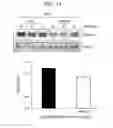 Fig. 14 - Compositions and methods for treating ewing sarcoma