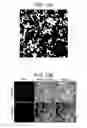 Fig. 19 - Compositions and methods for treating ewing sarcoma