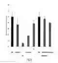 Fig. 09 - LIPID FORMULATION