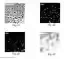 Fig. 05 - Nanoparticles, method of preparing the same and their use
