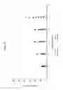 Fig. 32 - Immediate release abuse-deterrent granulated dosage forms