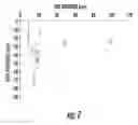 Fig. 08 - NANOCOMPOSITES OF GOLD AND POLYMERS