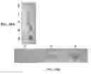 Fig. 22 - NANOCOMPOSITES OF GOLD AND POLYMERS